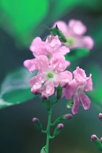 После Дождевого Сада Маленькие Розовые Цветки Винтажной Тонированной Зеленой Ветке — стоковое фото