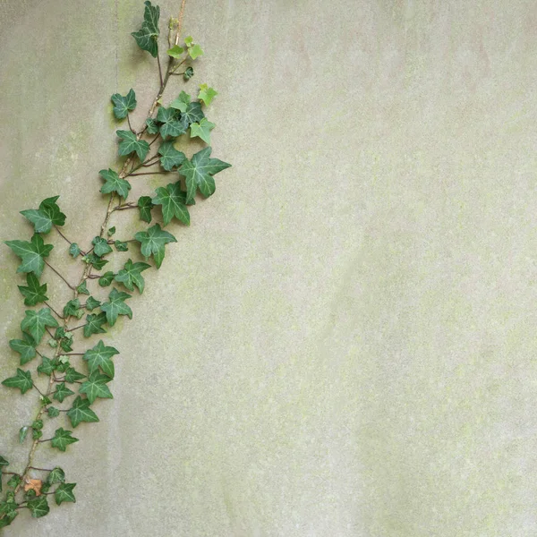 Ivy Climber Cement Wall Space Right — Stock Photo, Image