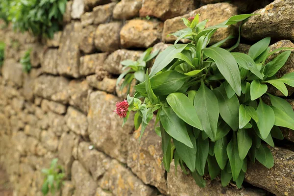 Arbusto Verde Com Flores Rosa Parede Pedra — Fotografia de Stock