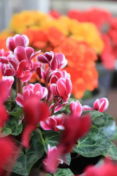 Flores Coloridas Begonia Fundo Jardim Verão — Fotografia de Stock