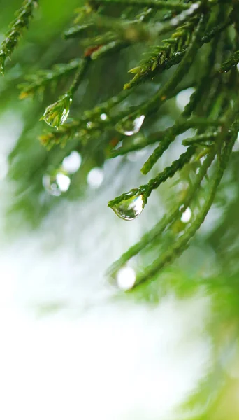 Zöld Fenyő Levél Vízcsepp Esős Időben Természetes Kert Háttér — Stock Fotó