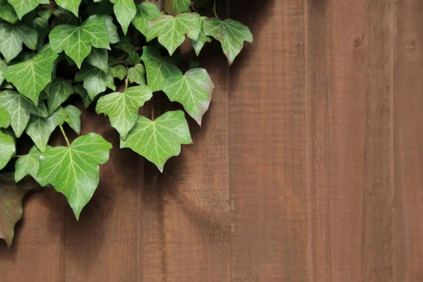 Green Ivy Leaves Brown Wooden Background — Stock Photo, Image