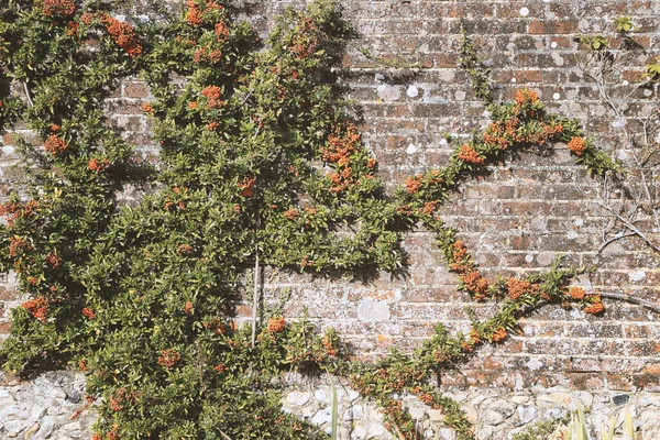 Creepy Green Plants Orange Seeds Bare Stems Roots Grungy Brick — Stock Photo, Image