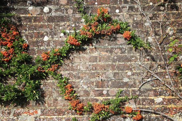 Creepy Green Plants Orange Seeds Bare Stems Roots Other Side — Stock Photo, Image