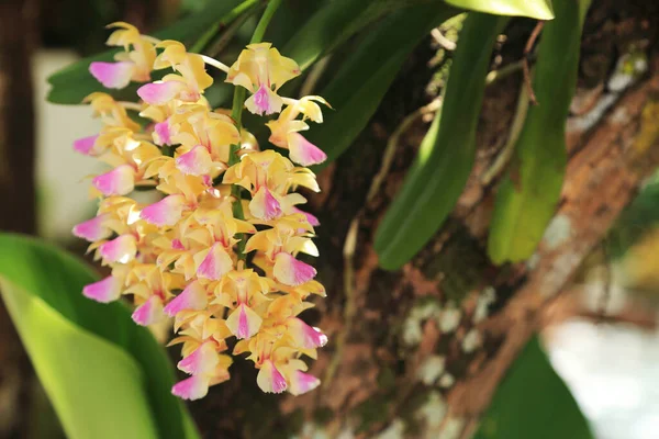Mazzo Fiori Orchidea Rhynchostylis Gialli Rosa Nel Giardino Naturale — Foto Stock
