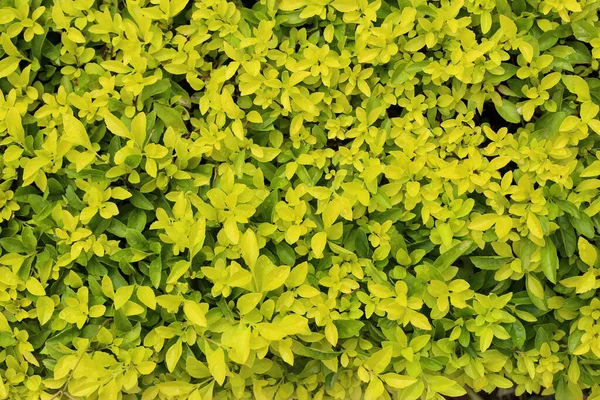 薄緑色の葉ブッシュ 自然な背景 — ストック写真