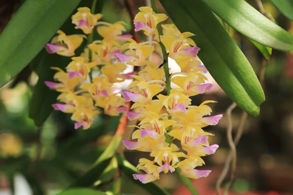 Doğal Bahçede Sarı Pembe Rhynchostylis Orkide Çiçekleri — Stok fotoğraf