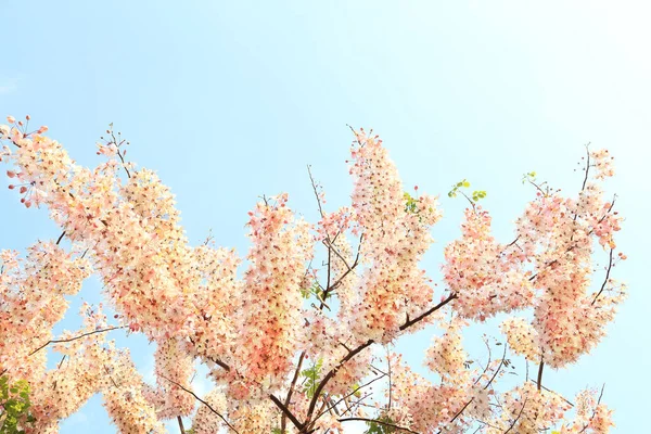 粉色愿望树 Pink Shower Pink Cassia Pink White Shower Tree Flowers — 图库照片