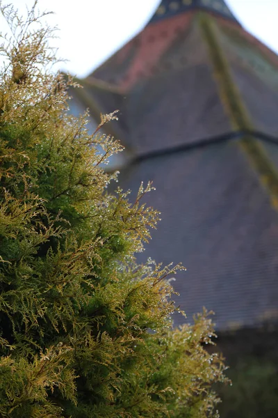 Grünes Kiefernblatt Mit Wassertropfen Regnerischem Tag Natürlicher Garten Hintergrund — Stockfoto