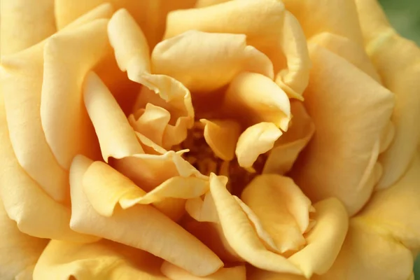 Sweet Dream Rose Soft Blur Golden Yellow Rose Flower Background — Stock Photo, Image