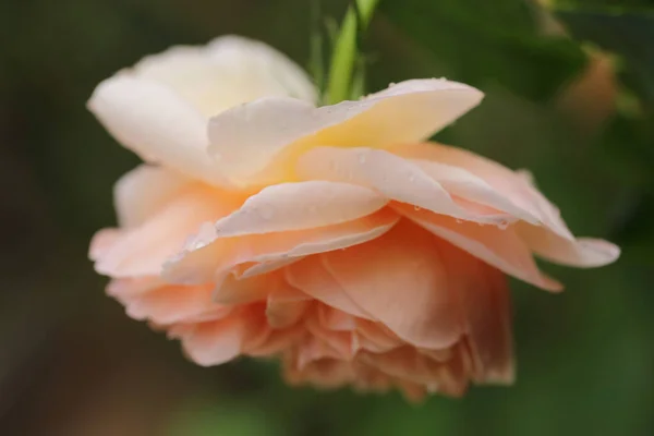 Sweet Dream Rose Soft Blur Focus Light Orange Rose Flower — Stock Photo, Image