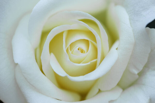 Роза мечты. Мягкий и размытый фокус белый кремовый цветок фона.