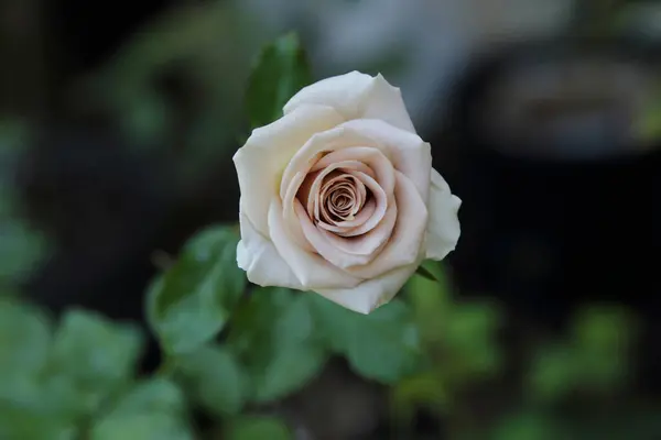 Beautiful Rose Head Amnesia Garden Rose Have Mauve Lavender Color — Stock Photo, Image