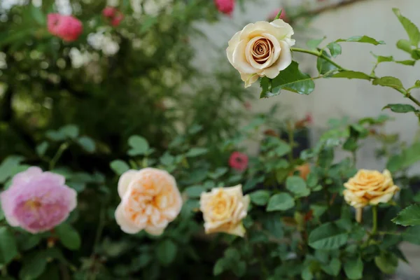 Rose Garden Summer Background Selective Focus One Beautiful Pastel Rose — Stock Photo, Image