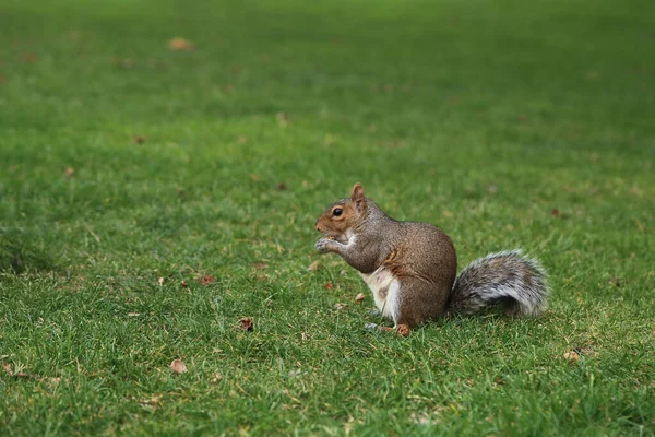 Adorable Brown Squirrel Eating Nut Green Grass Lawn Garden Stock Picture