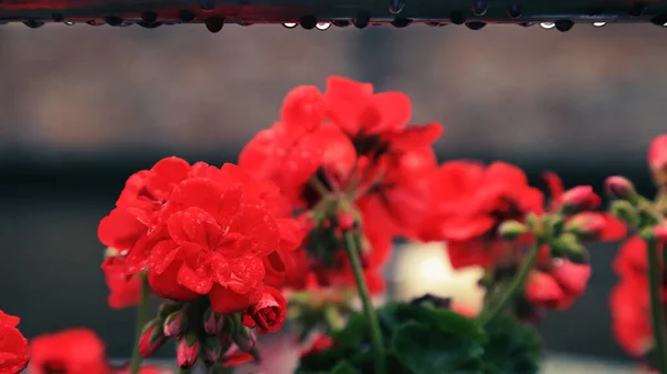 Retro Photo Filter Effect Red Begonia Bunch Raindrops —  Fotos de Stock