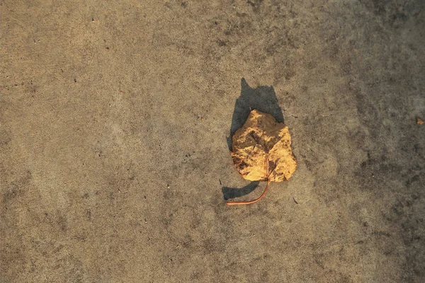 Gedroogde Blad Cementvloer Met Avondzonlicht Voor Gebruik Als Achtergrond — Stockfoto