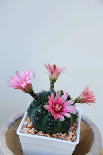 Belle Floraison Rose Fleurs Cactus Désert Dans Quatre Directions — Photo