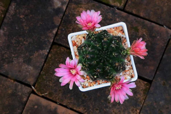 Cactus Pink Flowers White Pot —  Fotos de Stock