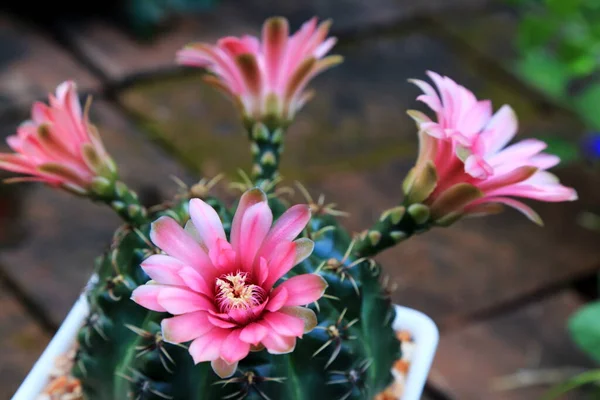 Beautiful Pink Blooming Desert Cactus Flowers Four Directions — Fotografia de Stock