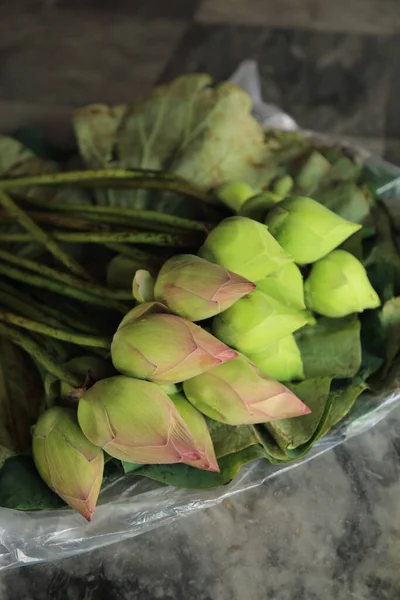 Nilüfer yaprağında pembe ve yeşil nilüfer tomurcukları. Budizm sunar.
