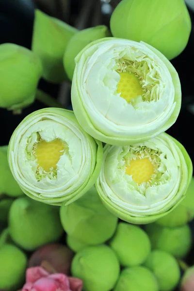 Lotus Bud Flowers Folded Petals Buddhism Offerings — Fotografia de Stock