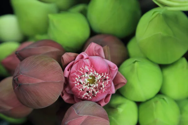 Duas Flores Lótus Coloridas Com Pétalas Dobradas Para Ofertas Budismo — Fotografia de Stock