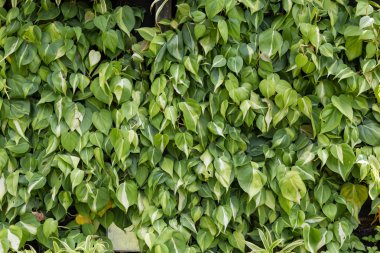 Yeşil Yapraklar duvar arkaplanı