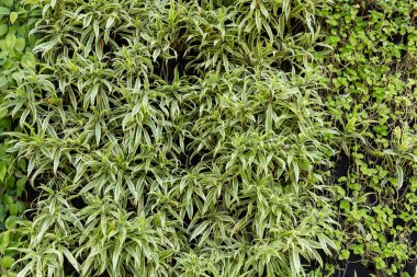 Yeşil Yapraklar duvar arkaplanı