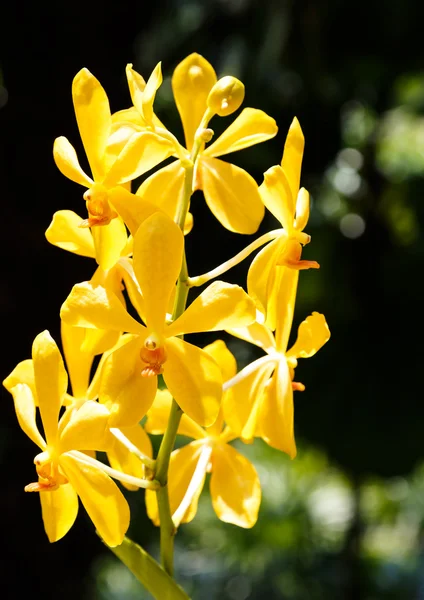 Sarı orkide çiçek