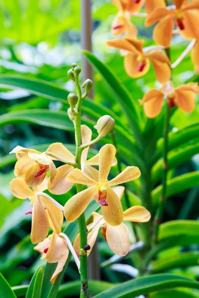 Sarı orkide çiçek