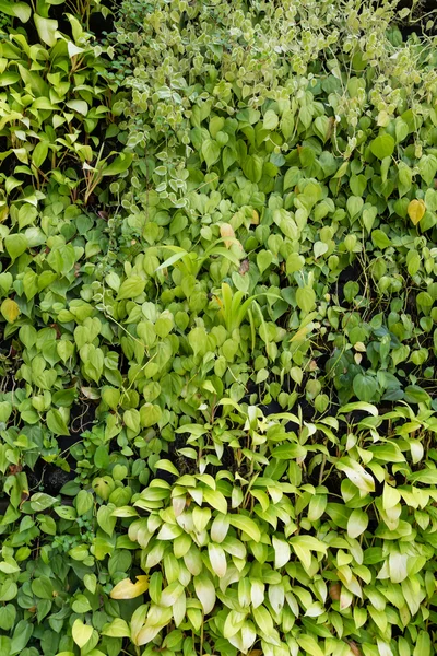 Yeşil Yapraklar duvar arkaplanı