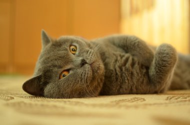 Harika gözleri olan tembel kedi