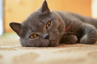 Harika gözleri olan tembel kedi