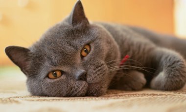 Harika gözleri olan tembel kedi