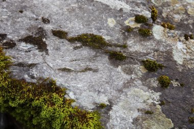 kayaların üzerinde yosun