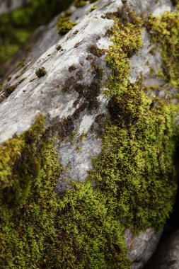kayaların üzerinde yosun