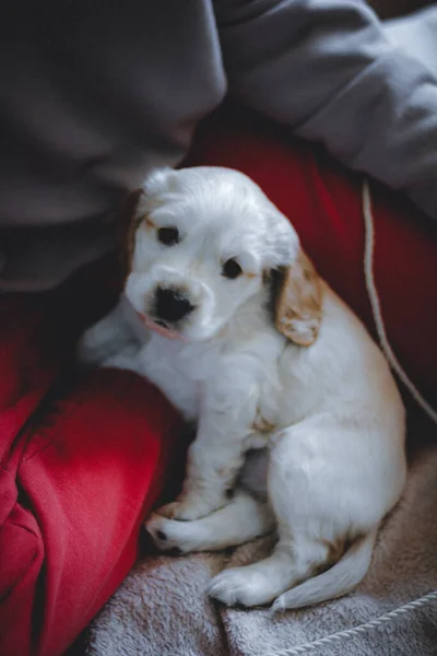 Guld Cocker Spaniel Valp — Stockfoto