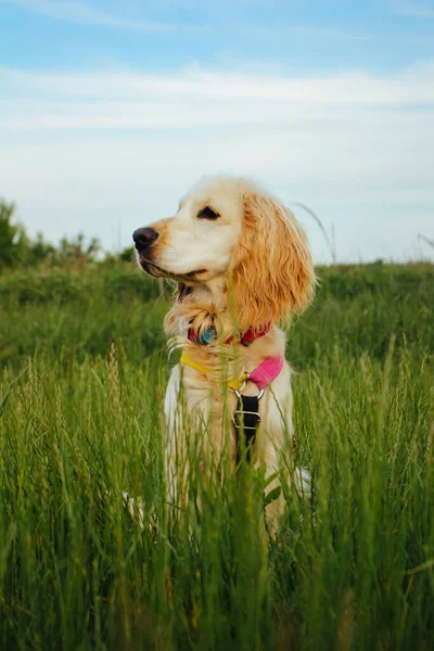 Vertikal Färg Foto Med Blek Engelska Cocker Spaniel Valp Hunden Stockbild