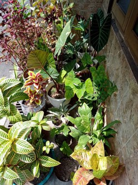 Evin önündeki süs bitkilerinin fotoğrafı.