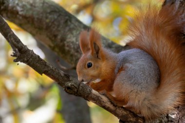 Sonbahar parkında ağaçtaki sincap..