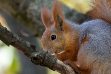 Sonbahar parkında ağaçtaki sincap..