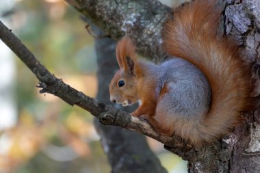 Sonbahar parkında ağaçtaki sincap..