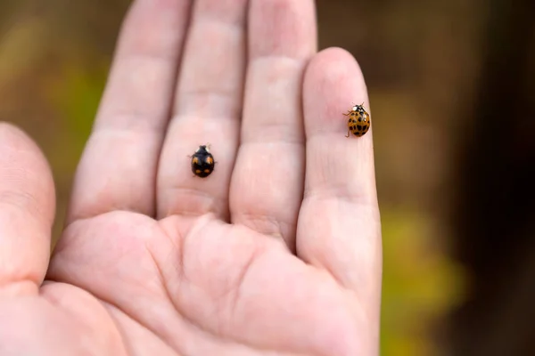 Coccinelle Assise Sur Une Main Soleil — Photo