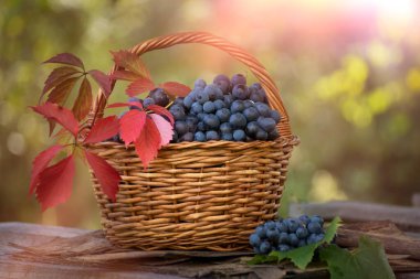 Bahçede olgun koyu üzümlerle dolu bir sepet. Hasat edilen üzüm hasadı.