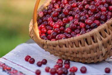 Bahçedeki dokuma havlunun üzerinde olgun taze yaban mersinli sepet. Halk stili.