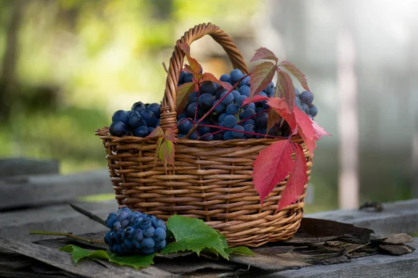 庭に熟した濃いブドウでいっぱいのバスケット 収穫したブドウの収穫 — ストック写真