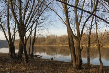 Nehirde sonbahar sabahı, kıyıda ve suda vahşi ördekler, güzel doğa..