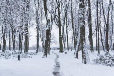 Kışın karla kaplı park manzarası, karla kaplı ağaçlar, çalılar ve bir köprü, Gomel, Belarus.