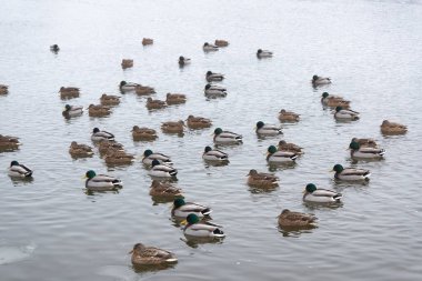 Vahşi ördekler bir kış nehrinin açık sularında yüzerler..
